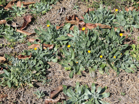 Calendula sp.