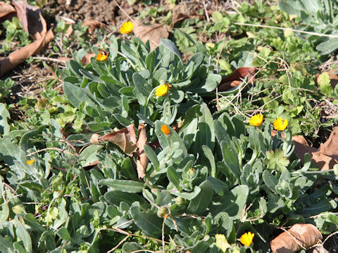 Calendula sp.