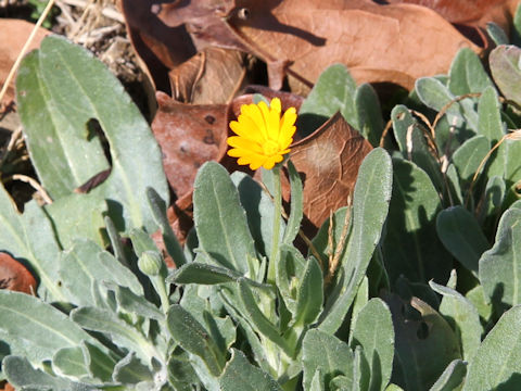 Calendula sp.