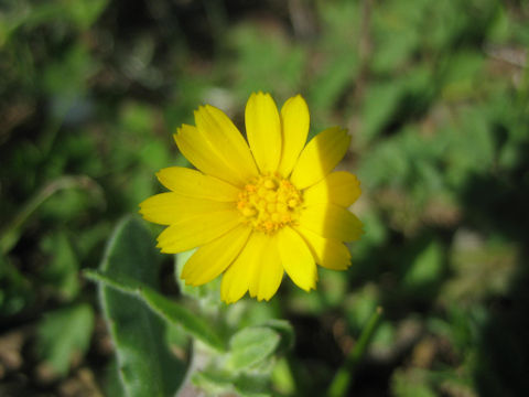 Calendula sp.