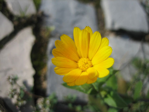 Calendula sp.