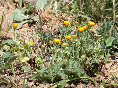 Calendula sp.