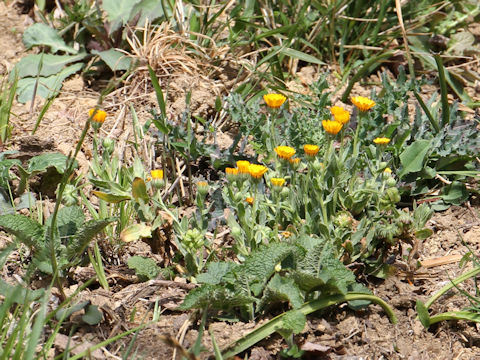 Calendula sp.