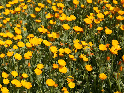 Calendula sp.