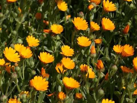 Calendula sp.