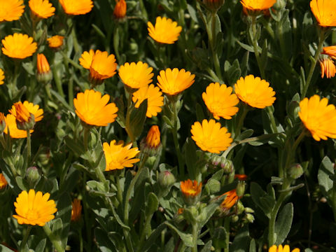 Calendula sp.