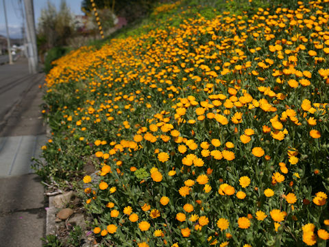 Calendula sp.