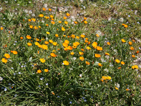 Calendula sp.