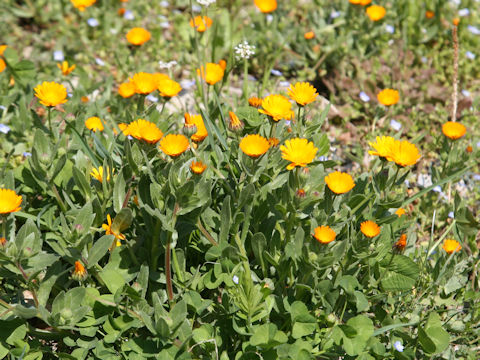 Calendula sp.