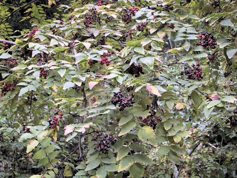 Zanthoxylum armatum var. subtrifoliatum