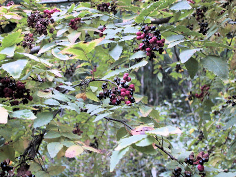 Zanthoxylum armatum var. subtrifoliatum