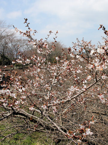 Prunus x parvifolia cv. Fuyu-zakura