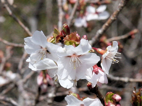 Prunus x parvifolia cv. Fuyu-zakura