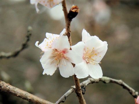 Prunus x parvifolia cv. Fuyu-zakura