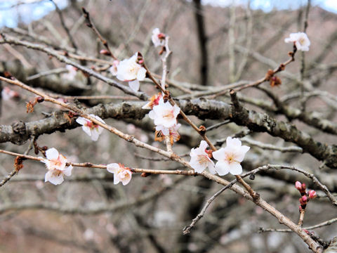 Prunus x parvifolia cv. Fuyu-zakura