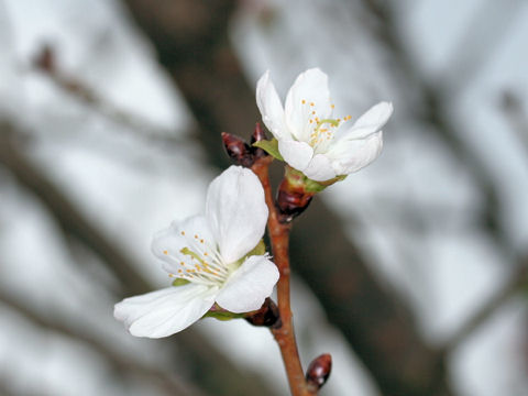 Prunus x parvifolia cv. Fuyu-zakura