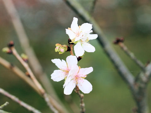 Prunus x parvifolia cv. Fuyu-zakura