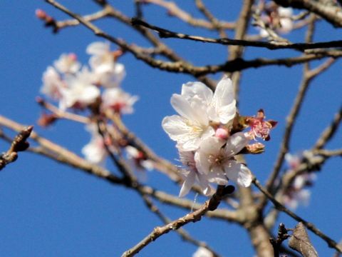 Prunus x parvifolia cv. Fuyu-zakura