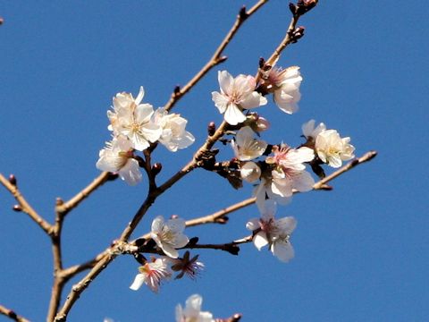 Prunus x parvifolia cv. Fuyu-zakura