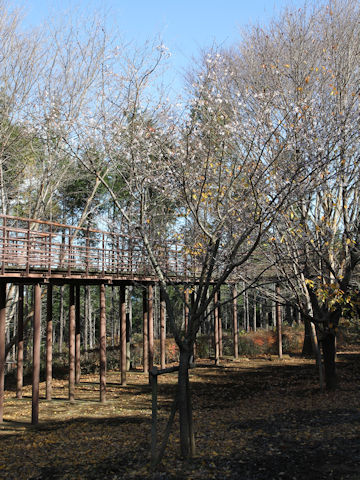 Prunus x parvifolia cv. Fuyu-zakura