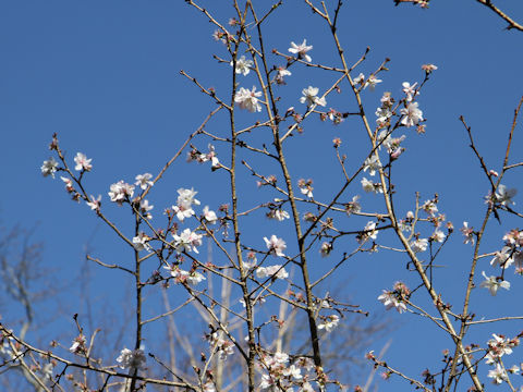 Prunus x parvifolia cv. Fuyu-zakura