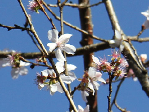 Prunus x parvifolia cv. Fuyu-zakura