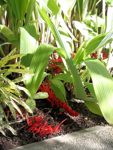 Pitcairnia corallina