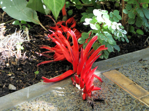 Pitcairnia corallina