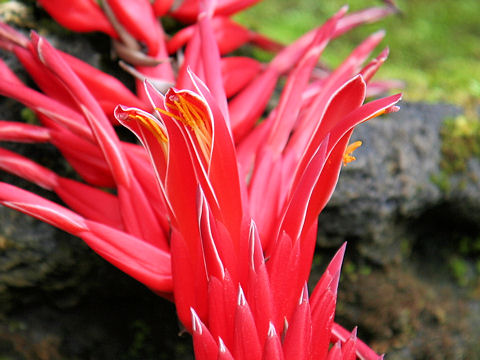 Pitcairnia corallina