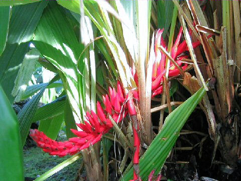 Pitcairnia corallina