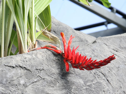 Pitcairnia corallina