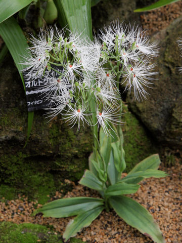 Habenaria medusa