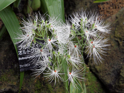 Habenaria medusa