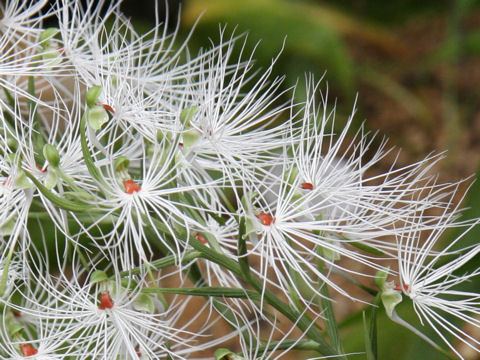 Habenaria medusa