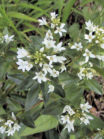 Lysimachia mauritiana