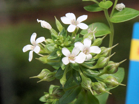 Lysimachia mauritiana