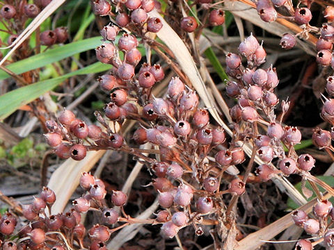 Lysimachia mauritiana