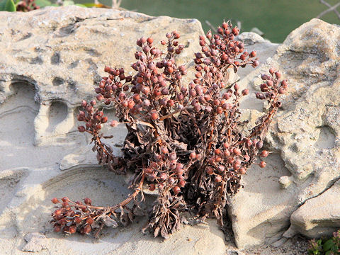 Lysimachia mauritiana