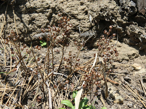 Lysimachia mauritiana