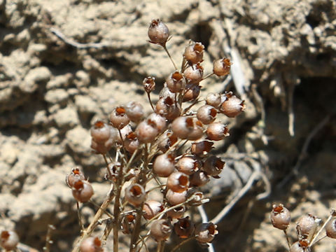 Lysimachia mauritiana