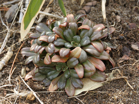 Lysimachia mauritiana