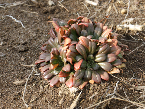 Lysimachia mauritiana