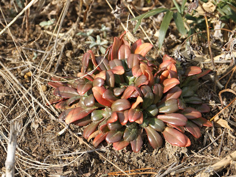 Lysimachia mauritiana