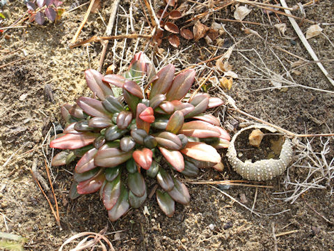 Lysimachia mauritiana