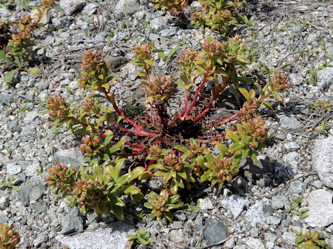Lysimachia mauritiana