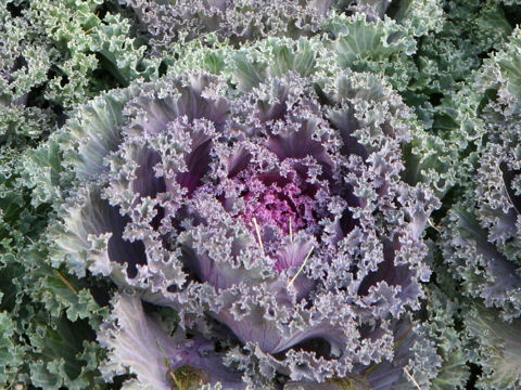 Brassica oleracea var. acephala