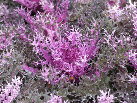 Brassica oleracea var. acephala