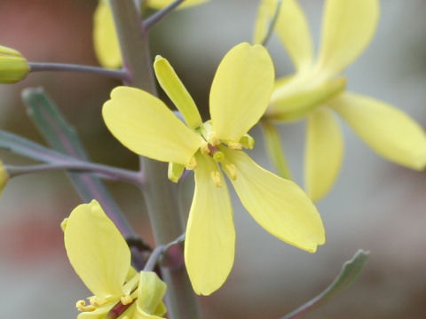 Brassica oleracea var. acephala