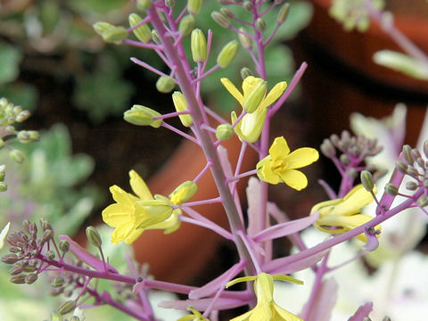 Brassica oleracea var. acephala