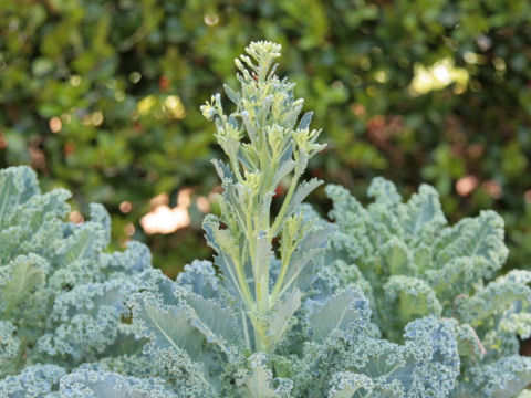 Brassica oleracea var. acephala